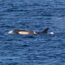 Killer whales at Scott Base (5)