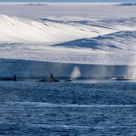 Killer whales at Scott Base