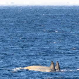 Minke whales at Scott Base