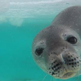 seal gopro (Medium)