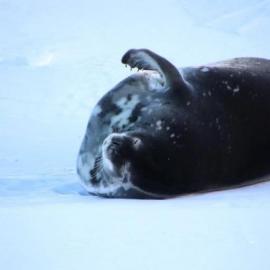 Weddell Seal (2)