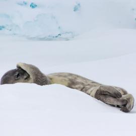 Weddell seal pup (2)
