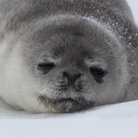 Weddell seal pup close up
