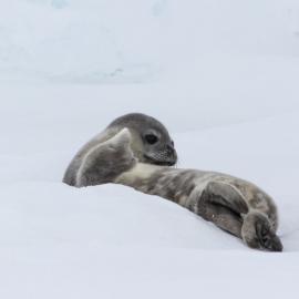 Weddell Seal pup