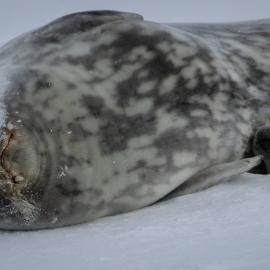 Weddell Seal