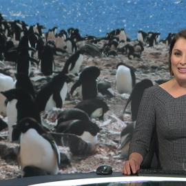 TVNZ Adelies 070120