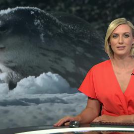 TVNZ Weddell Seals 180120