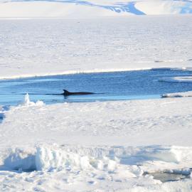 Minke whale 1