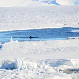 Minke Whale 2