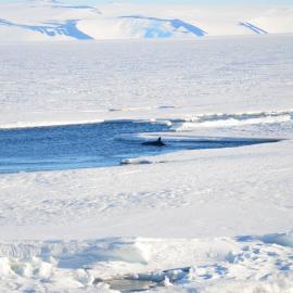 Minke whale 3