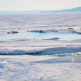 Minke whale 4