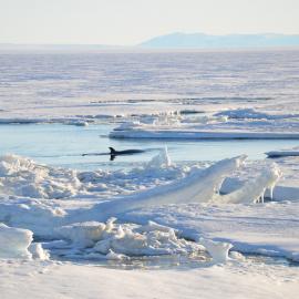 Minke Whale 6