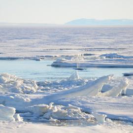 Minke Whale 8