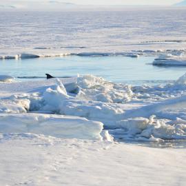 Minke whale sighting