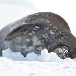 Sleepy Weddell Seal