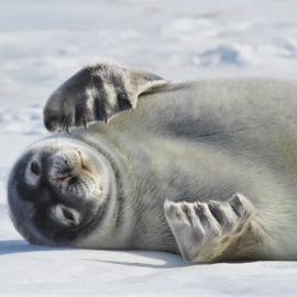 Seal pup