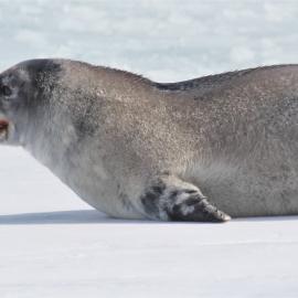 Seal pup 1