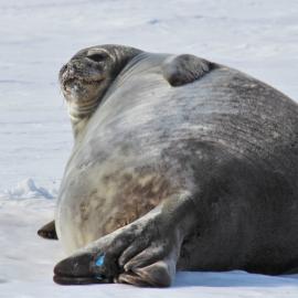 Weddell Seal