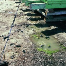 Small pond with green algae Scott Base