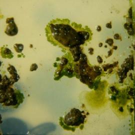 Soil from lettuce - culture of algae