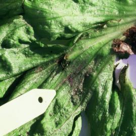 soil traces on lettuce in the base kitchen