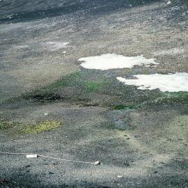 Moss and algae - Nostoc, Prasiola - site downslope from melting snowbank
