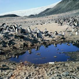 Pond in Northern Rookery