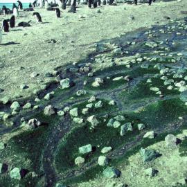Prasiola alga in stream, Northern Rookery, Cape Bird