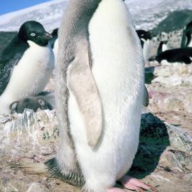 Silvery feathers of partial albino Adelie, at Northern Rookery