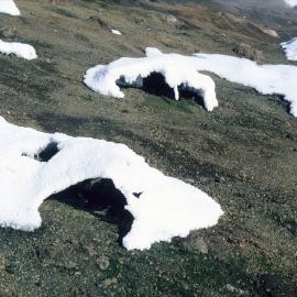 Ice crust over warm ground with algae crusts, Tramway Ridge ASPA