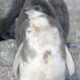 Adelie penguin chick