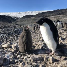Adelie adult and chick