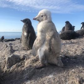 White Adelie penguin chick