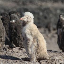 White Adelie Penguin chick