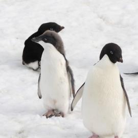 Adelie Penguins