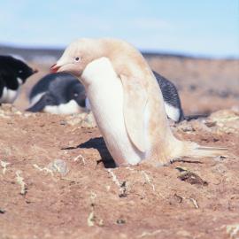 Albino Adelie Penguin