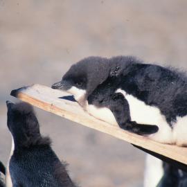 Adelie Chick 'chilling out' on an old box