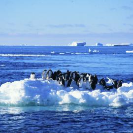 Adelie penguins on an ice floe