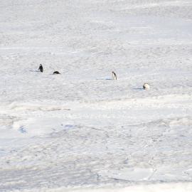Adelie penguins