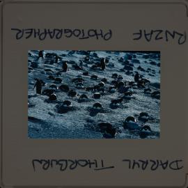 Shepherd-Slides_024