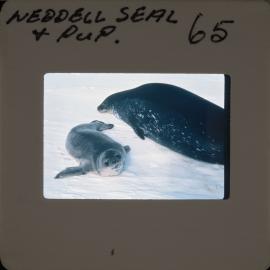 Shepherd-Slides_026