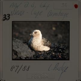Shepherd-Slides_027