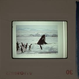 Shepherd-Slides_028
