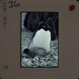 Shepherd-Slides_069