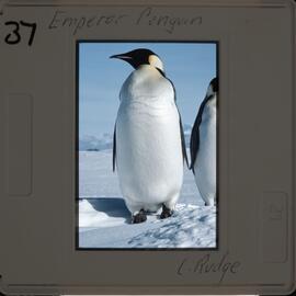 Shepherd-Slides_070