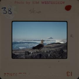 Shepherd-Slides_071