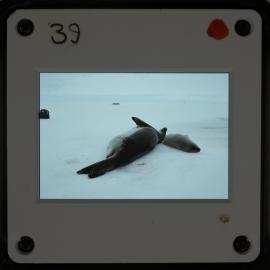 Shepherd-Slides_072