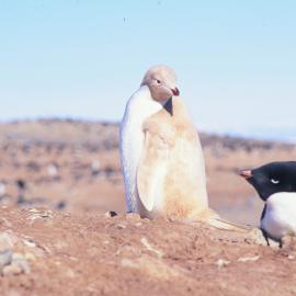Albino Adelie Penguin