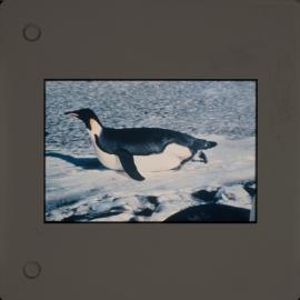 Shepherd-Slides_111