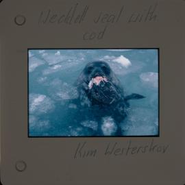Shepherd-Slides_112